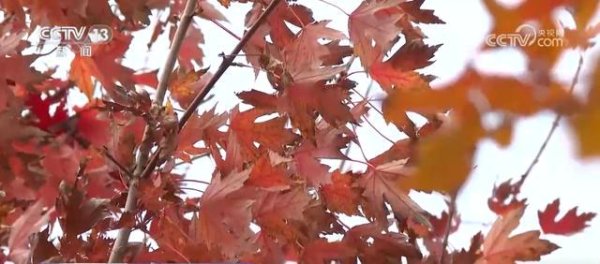 股易配 特色赏秋游热潮澎湃 “文旅+”新场景新业态激发“秋日经济”活力